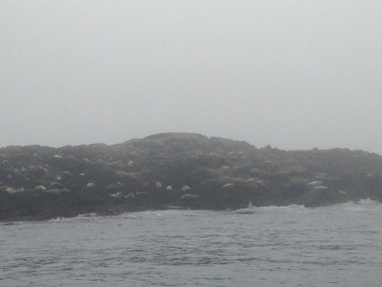 seals